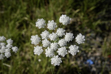 APII jpeg image of Ammi majus  © contact APII