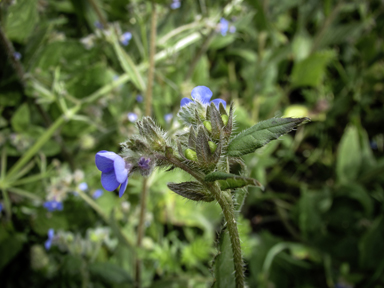 APII jpeg image of Anchusa capensis  © contact APII