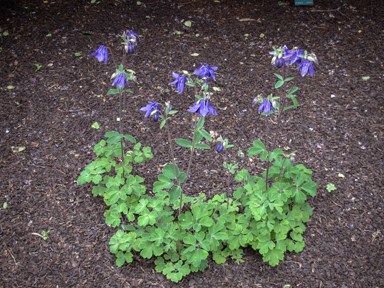 APII jpeg image of Aquilegia vulgaris  © contact APII