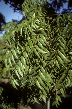 APII jpeg image of Azadirachta indica  © contact APII