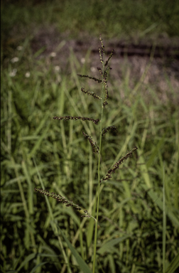 APII jpeg image of Urochloa mutica  © contact APII