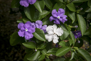 APII jpeg image of Brunfelsia australis  © contact APII