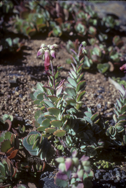 APII jpeg image of Bryophyllum fedtschenkoi  © contact APII