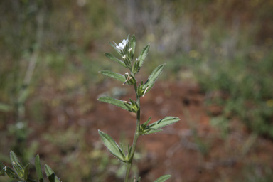 APII jpeg image of Buglossoides arvensis  © contact APII