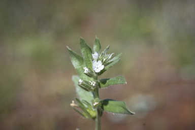 APII jpeg image of Buglossoides arvensis  © contact APII