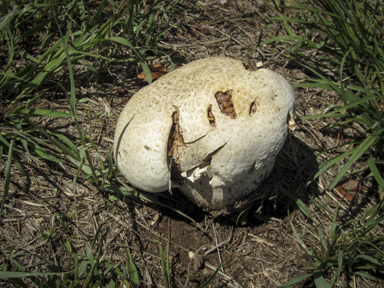 APII jpeg image of Calvatia gigantea  © contact APII