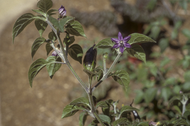 APII jpeg image of Capsicum annuum  © contact APII