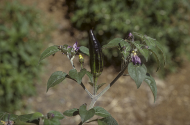 APII jpeg image of Capsicum annuum  © contact APII