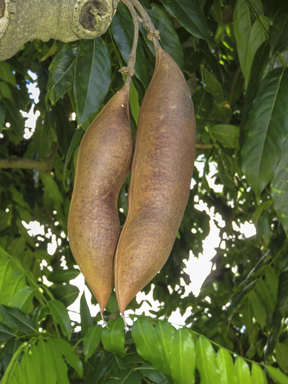 APII jpeg image of Castanospermum australe  © contact APII