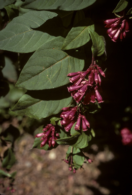 APII jpeg image of Cestrum elegans  © contact APII