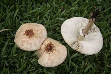 APII jpeg image of Chlorophyllum molybdites  © contact APII