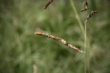 APII jpeg image of Paspalum urvillei  © contact APII