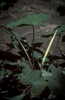 APII jpeg image of Colocasia esculenta  © contact APII