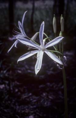 APII jpeg image of Crinum angustifolium  © contact APII