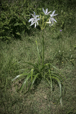 APII jpeg image of Crinum flaccidum  © contact APII