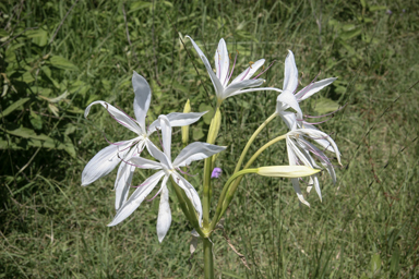 APII jpeg image of Crinum flaccidum  © contact APII