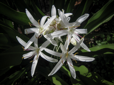 APII jpeg image of Crinum pedunculatum  © contact APII