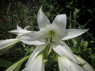 APII jpeg image of Crinum x powellii  © contact APII