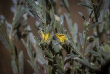 APII jpeg image of Crotalaria brevis  © contact APII