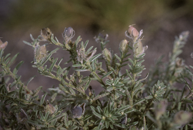 APII jpeg image of Crotalaria brevis  © contact APII