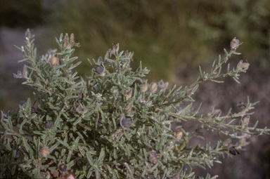 APII jpeg image of Crotalaria brevis  © contact APII