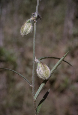 APII jpeg image of Crotalaria calycina  © contact APII