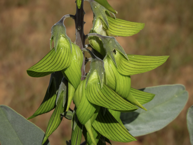 APII jpeg image of Crotalaria cunninghamii subsp. cunninghamii  © contact APII