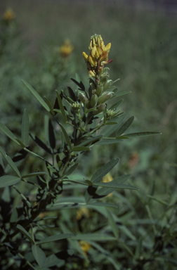 APII jpeg image of Crotalaria goreensis  © contact APII