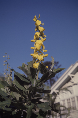 APII jpeg image of Crotalaria laburnifolia  © contact APII