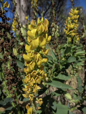 APII jpeg image of Crotalaria mitchellii  © contact APII