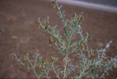 APII jpeg image of Crotalaria ramosissima  © contact APII