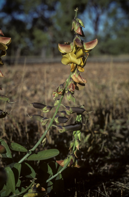 APII jpeg image of Crotalaria retusa  © contact APII