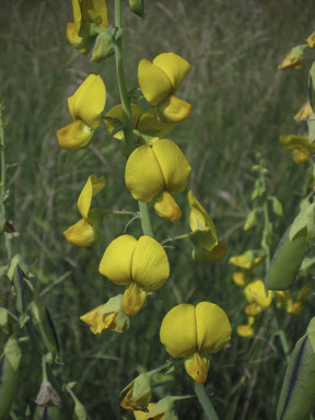 APII jpeg image of Crotalaria spectabilis  © contact APII