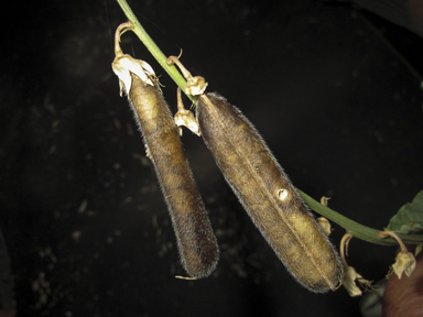 APII jpeg image of Crotalaria verrucosa  © contact APII