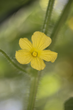 APII jpeg image of Cucumis metuliferus  © contact APII