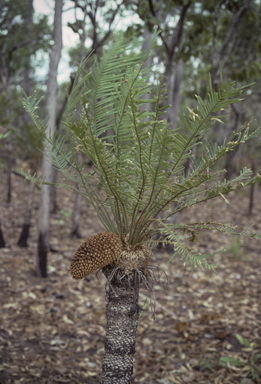 APII jpeg image of Cycas armstrongii  © contact APII