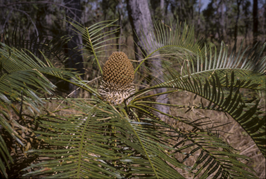 APII jpeg image of Cycas armstrongii  © contact APII