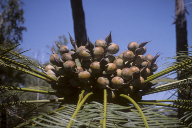 APII jpeg image of Cycas maconochiei  © contact APII