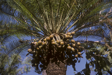 APII jpeg image of Cycas maconochiei  © contact APII