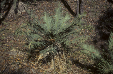 APII jpeg image of Cycas ophiolitica  © contact APII