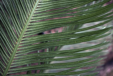 APII jpeg image of Cycas ophiolitica  © contact APII