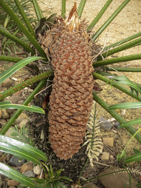 APII jpeg image of Cycas thouarsii  © contact APII