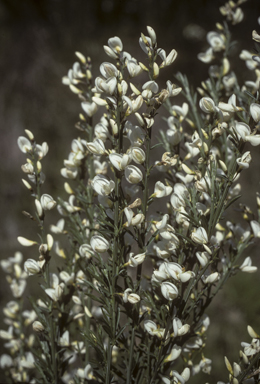 APII jpeg image of Cytisus multiflorus  © contact APII