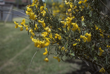 APII jpeg image of Cytisus scoparius  © contact APII