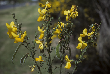 APII jpeg image of Cytisus scoparius  © contact APII