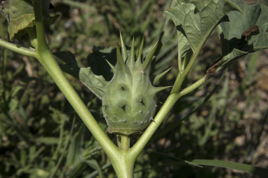 APII jpeg image of Datura ferox  © contact APII