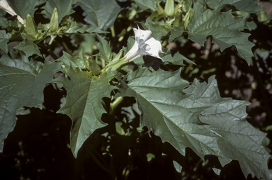 APII jpeg image of Datura stramonium  © contact APII