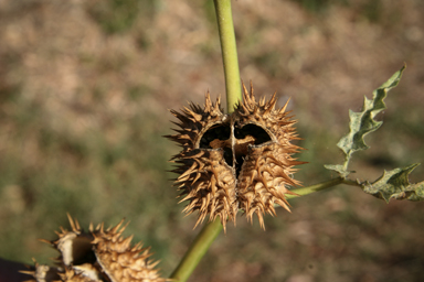 APII jpeg image of Datura stramonium  © contact APII