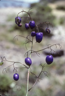 APII jpeg image of Dianella tasmanica  © contact APII