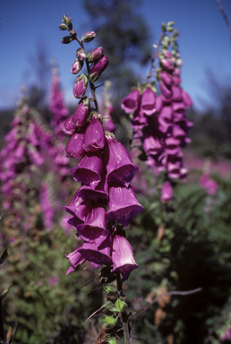 APII jpeg image of Digitalis purpurea  © contact APII